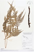 登錄號:BP00571藏品圖，第1張