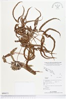 登錄號:BP00572藏品圖，第1張