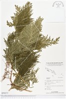 登錄號:BP00573藏品圖，第1張