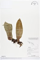 登錄號:BP00574藏品圖，第1張