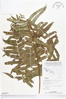 登錄號:BP00575藏品圖，第1張