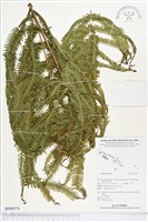 登錄號:BP00576藏品圖，第1張