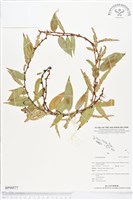 登錄號:BP00577藏品圖，第1張