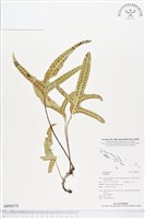 登錄號:BP00578藏品圖，第1張