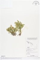 登錄號:BP00579藏品圖，第1張