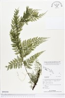 登錄號:BP00580藏品圖，第1張