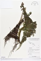 登錄號:BP00581藏品圖，第1張