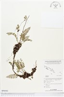 登錄號:BP00582藏品圖，第1張