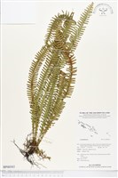 登錄號:BP00583藏品圖，第1張