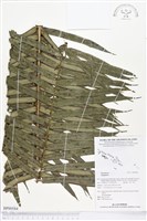 登錄號:BP00584藏品圖，第1張