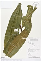 登錄號:BP00585藏品圖，第1張