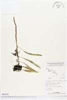 登錄號:BP00586藏品圖，第1張