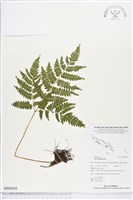 蓬萊鳳尾蕨藏品圖，第1張