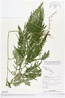 全緣卷柏藏品圖，第1張