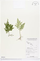 異葉卷柏藏品圖，第1張