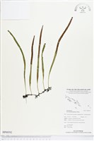 抱樹石葦藏品圖，第1張