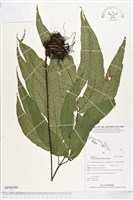 登錄號:BP00594藏品圖，第1張