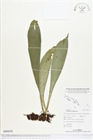 水芋葉車前、美葉車前蕨藏品圖，第1張