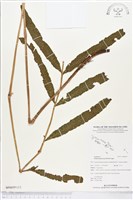 翅柄三叉蕨藏品圖，第1張