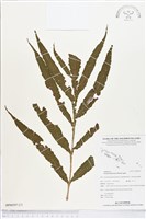 翅柄三叉蕨藏品圖，第2張