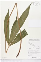 翅柄三叉蕨藏品圖，第3張