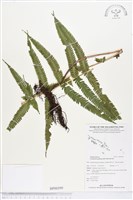 小密腺小毛蕨藏品圖，第1張