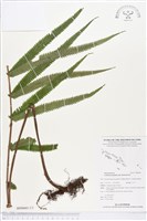 小密腺小毛蕨藏品圖，第1張