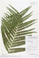 小密腺小毛蕨藏品圖，第2張