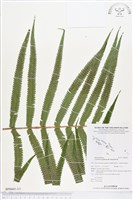 小密腺小毛蕨藏品圖，第3張