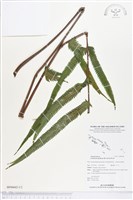 小密腺小毛蕨藏品圖，第1張