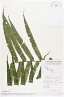 小密腺小毛蕨藏品圖，第2張