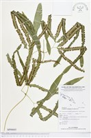 登錄號:BP00603藏品圖，第1張