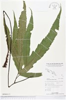 登錄號:BP00604藏品圖，第2張