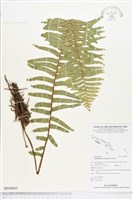 毛葉腎蕨藏品圖，第1張