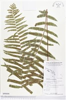 長葉腎蕨藏品圖，第1張