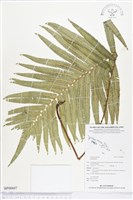 登錄號:BP00607藏品圖，第1張