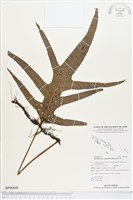 海岸擬茀蕨、海岸星蕨藏品圖，第1張