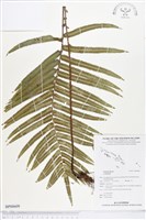 登錄號:BP00609藏品圖，第1張