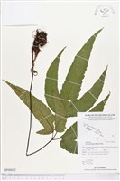 登錄號:BP00612藏品圖，第1張