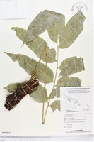 登錄號:BP00613藏品圖，第1張