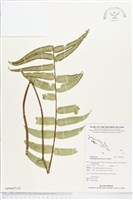 長葉腎蕨藏品圖，第1張