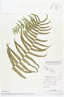 長葉腎蕨藏品圖，第2張