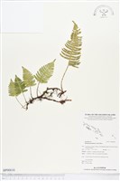 馬來陰石蕨藏品圖，第1張