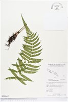 薄葉梳毛蕨、縮羽小毛蕨藏品圖，第1張