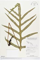 海岸擬茀蕨、海岸星蕨藏品圖，第1張