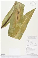 臺灣山蘇花藏品圖，第1張