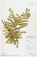 蓬萊鳳尾蕨藏品圖，第2張