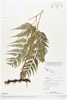 闊葉骨碎補藏品圖，第1張