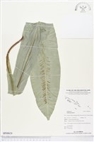 臺灣山蘇花藏品圖，第1張