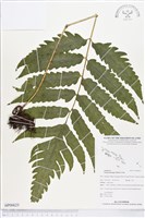 屏東三叉蕨藏品圖，第1張